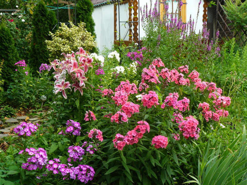 15 Iulie phlox_Wilhelm Kesselringi, Stargazer, David (alb), Tequila Sunrise, Rachitan - 2017 Gradina Iulie_Lilium