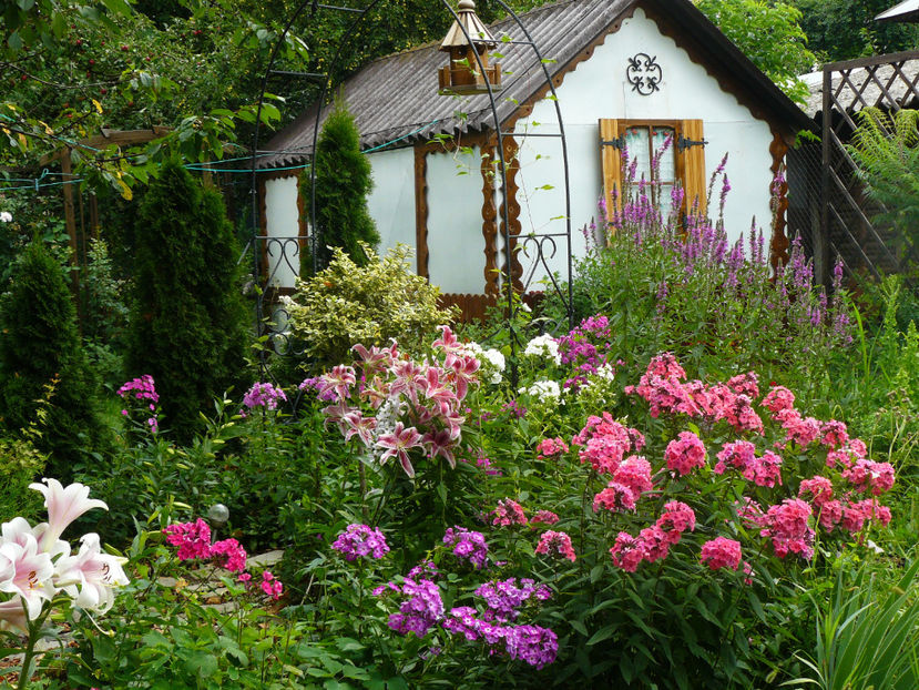 Phlox Alexandra, Wilhelm Kesselringi, Tequila Sunrise - 2017 Gradina Iulie_Lilium