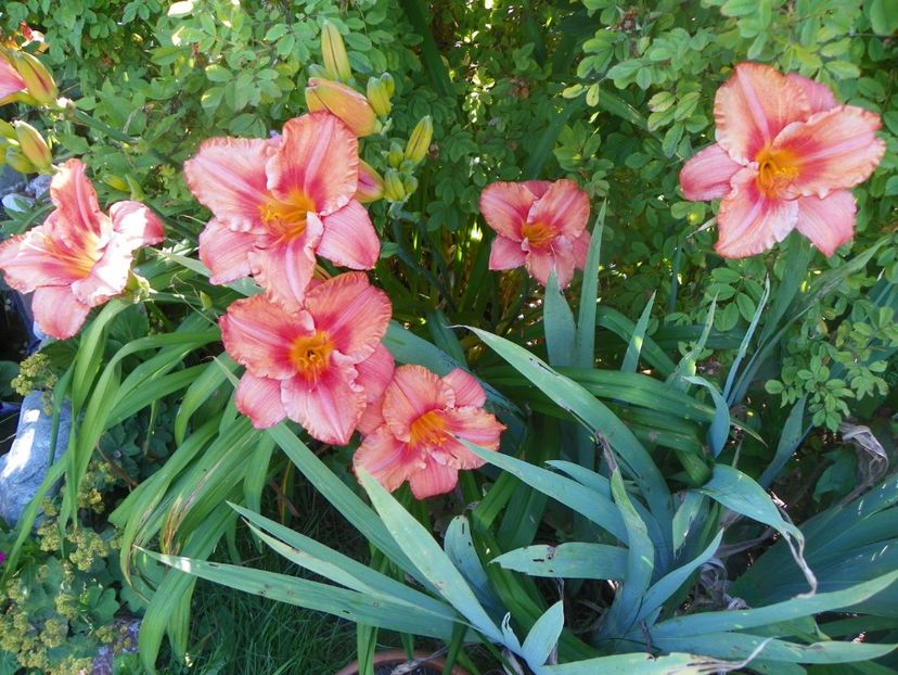 South Seas - Hemerocallis 2017