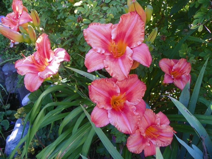 South Seas - Hemerocallis 2017
