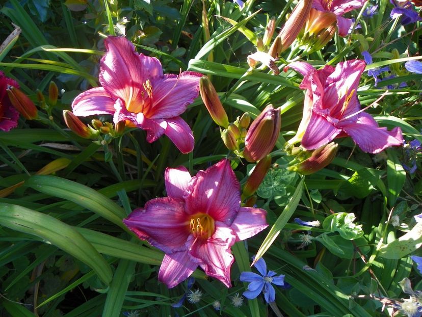 Chicago Royal Robe - Hemerocallis 2017