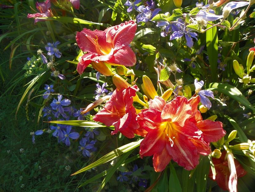 Baltimore Oriole - Hemerocallis 2017