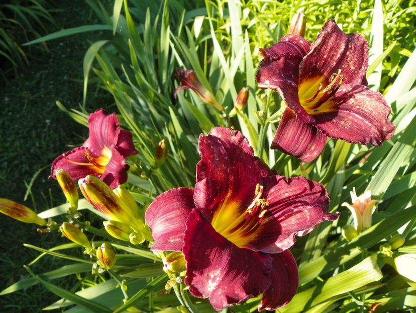 Holy Moses - Hemerocallis 2017