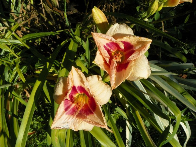 Siloam Gumdrop - Hemerocallis 2017
