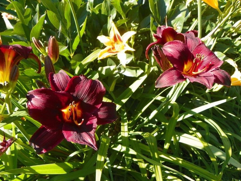 Starling - Hemerocallis 2017