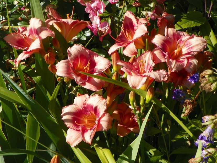 Strawberry Candy - Hemerocallis 2017