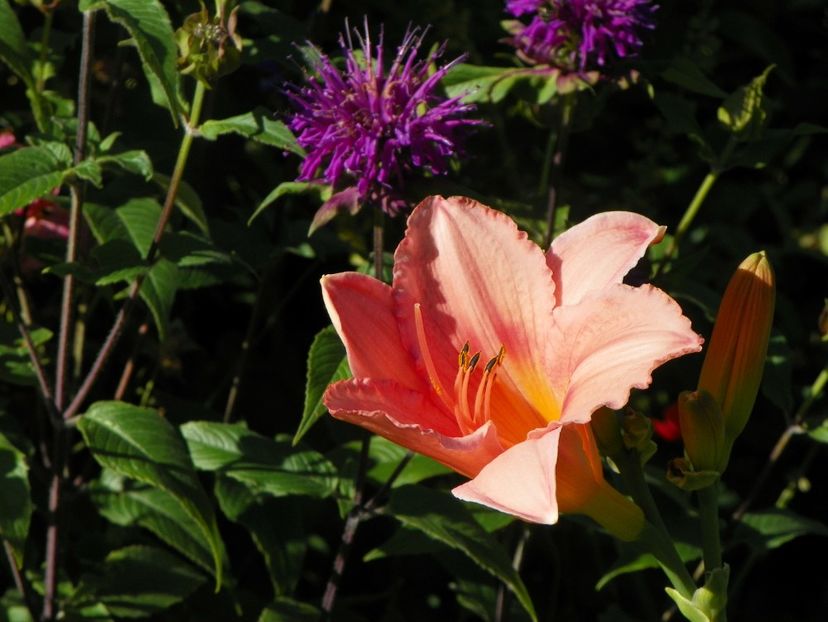 Elaine Strutt - Hemerocallis 2017