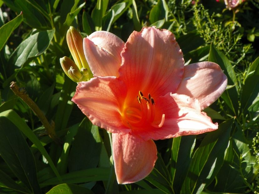 Elaine Strutt - Hemerocallis 2017