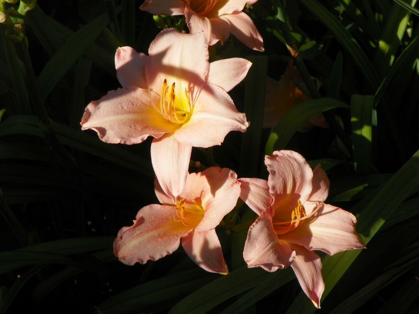 Love that Pink - Hemerocallis 2017
