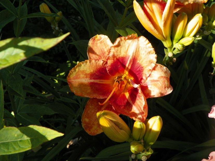 Tigger - Hemerocallis 2017