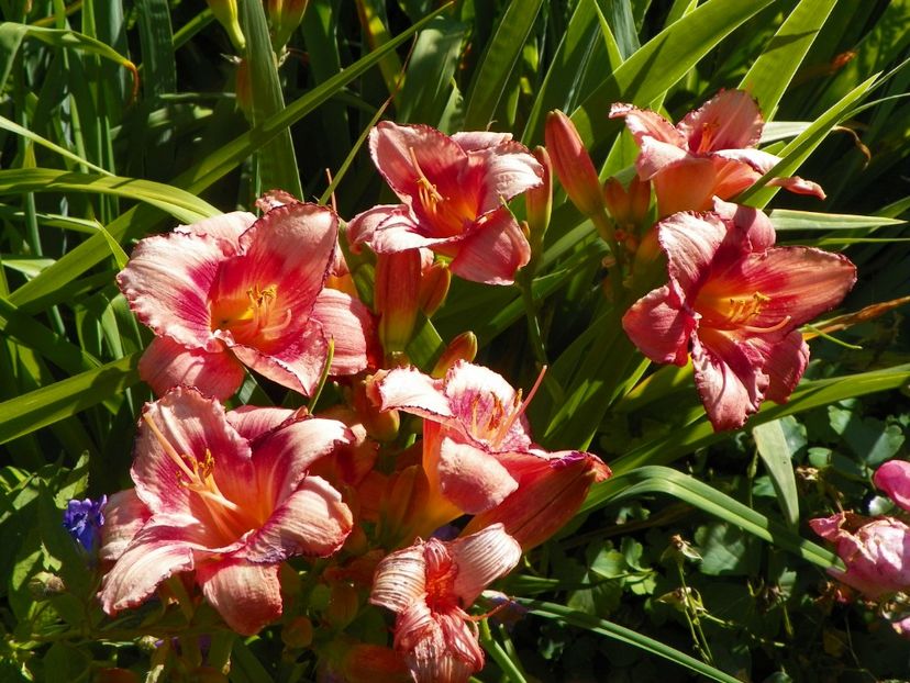 Strawberry Candy - Hemerocallis 2017