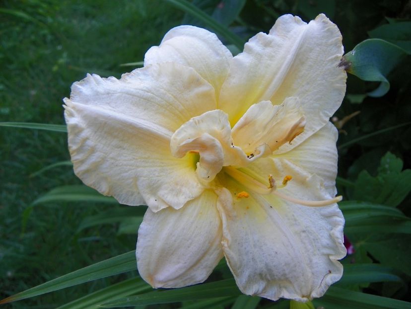 Schnickel Fritz - Hemerocallis 2017