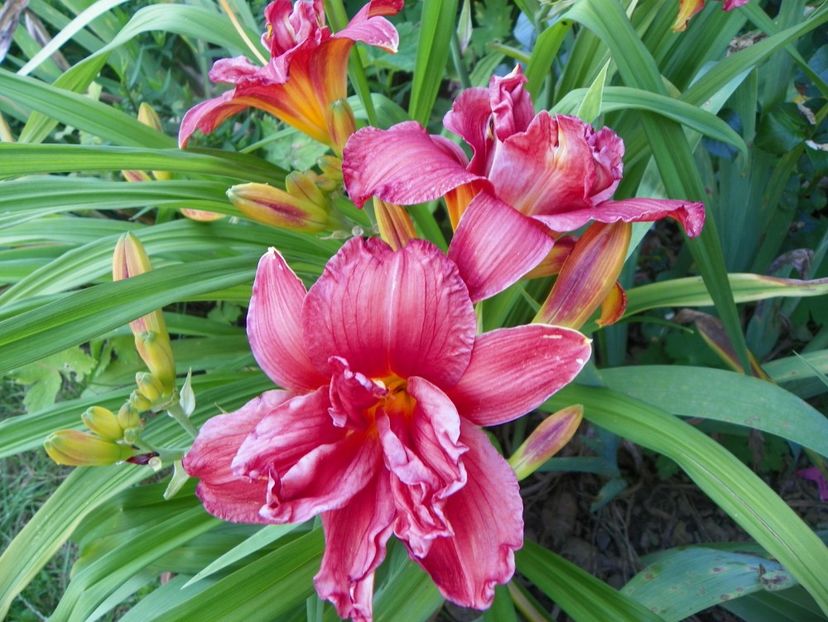 Double Firecracker - Hemerocallis 2017