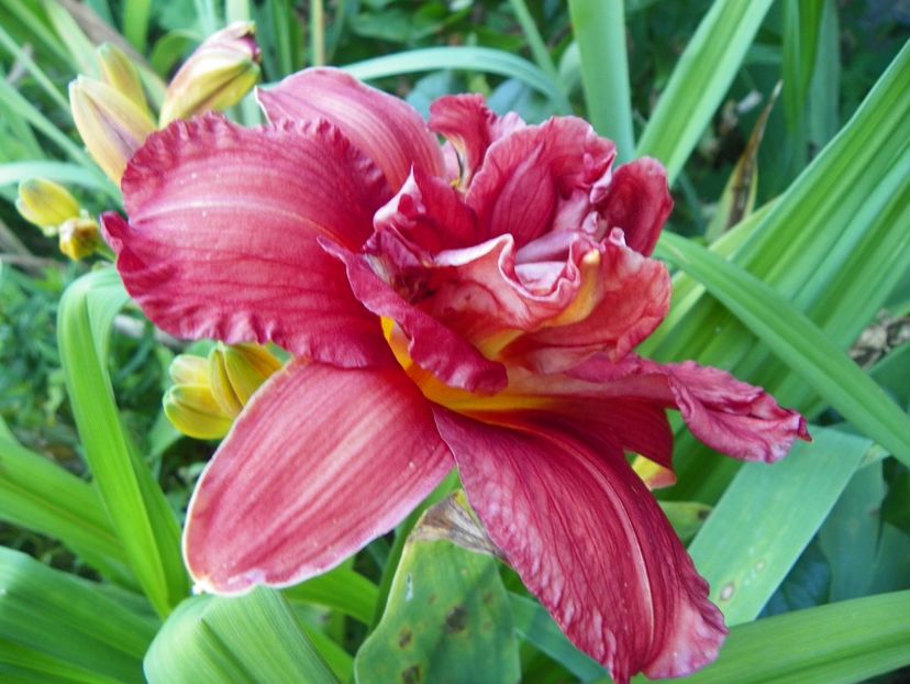 Double Firecracker - Hemerocallis 2017