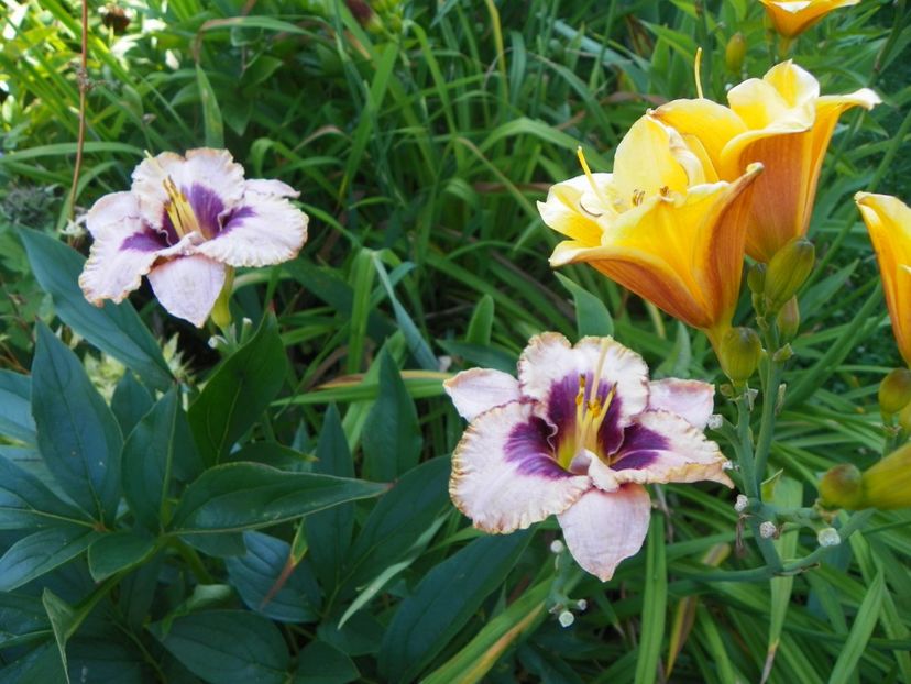 Daring Deception si Little Carnation - Hemerocallis 2017