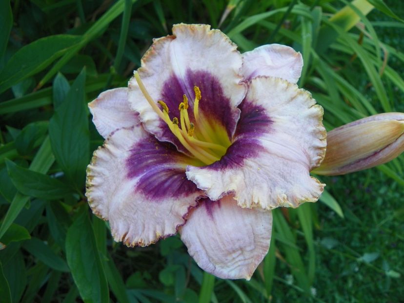 Daring Deception - Hemerocallis 2017