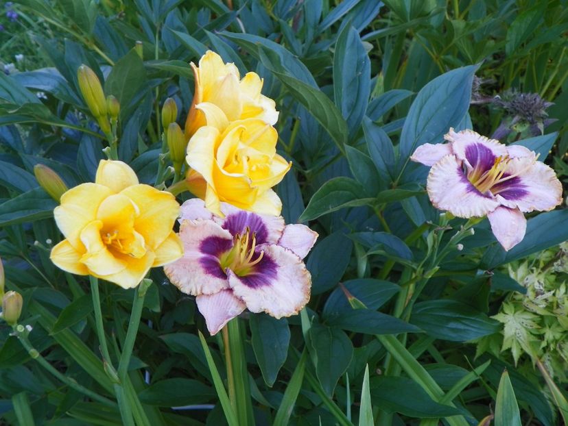 Daring Deception si Little Carnation - Hemerocallis 2017