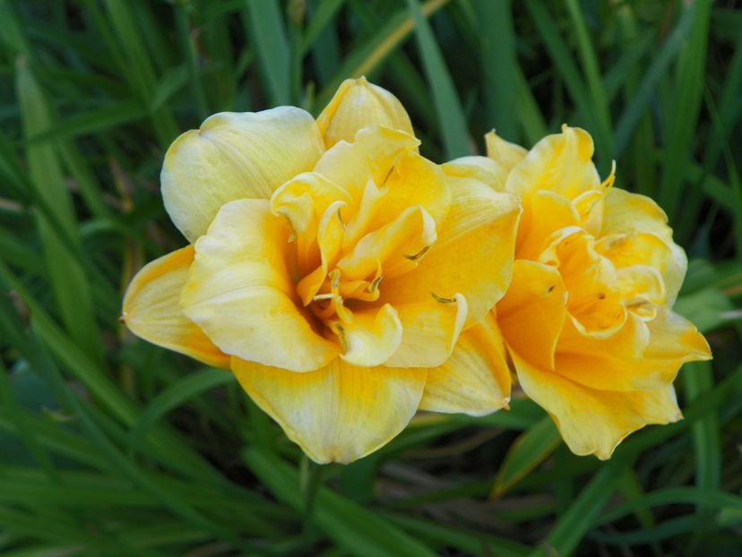 Little Carnation - Hemerocallis 2017