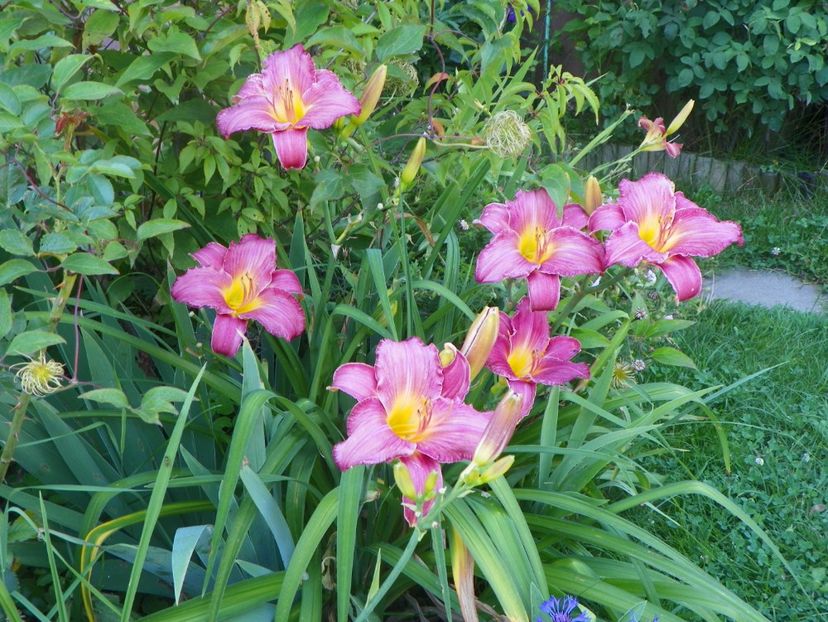 Siloam Royal Prince - Hemerocallis 2017