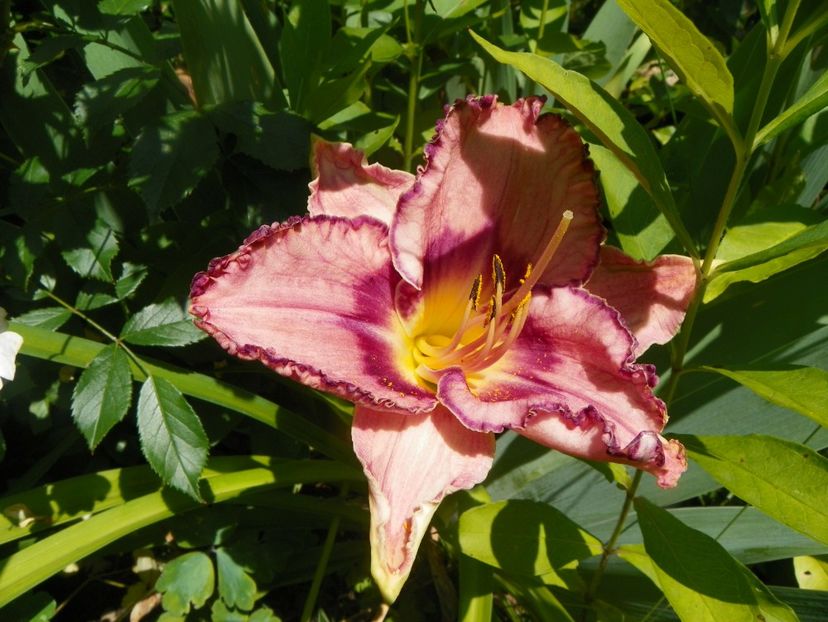 Competitive Edge - Hemerocallis 2017