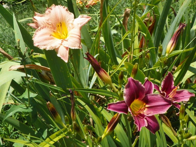 Cancun si Little Missy - Hemerocallis 2017