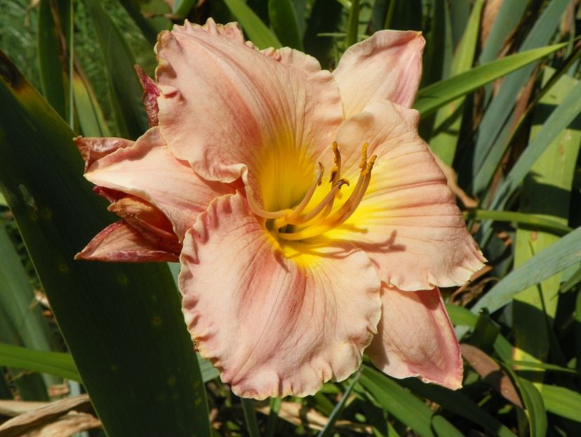 Cancun - Hemerocallis 2017