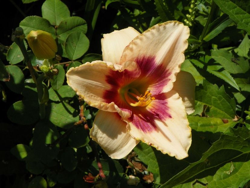 Siloam  Gumdrop - Hemerocallis 2017