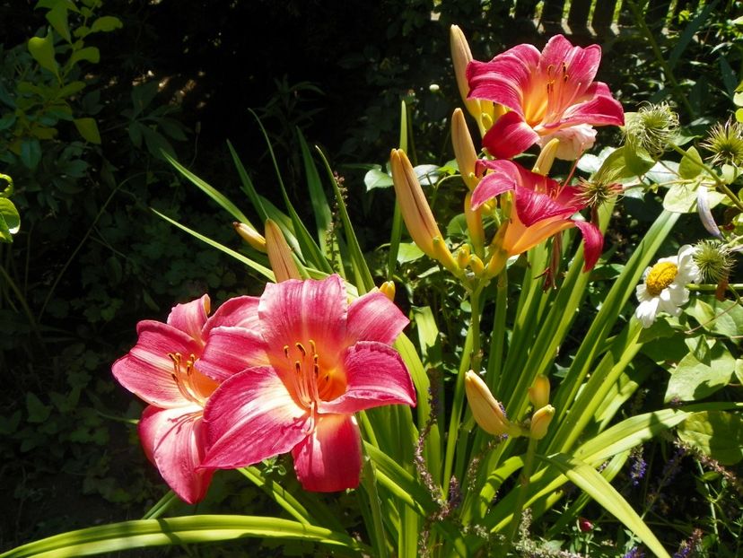 Cherry Cheeks - Hemerocallis 2017