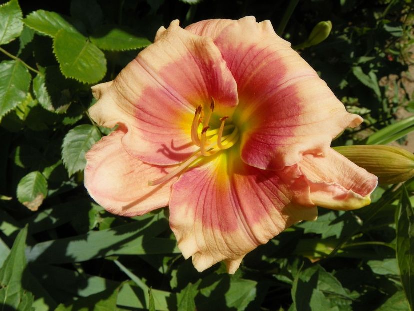 Janice Brown - Hemerocallis 2017