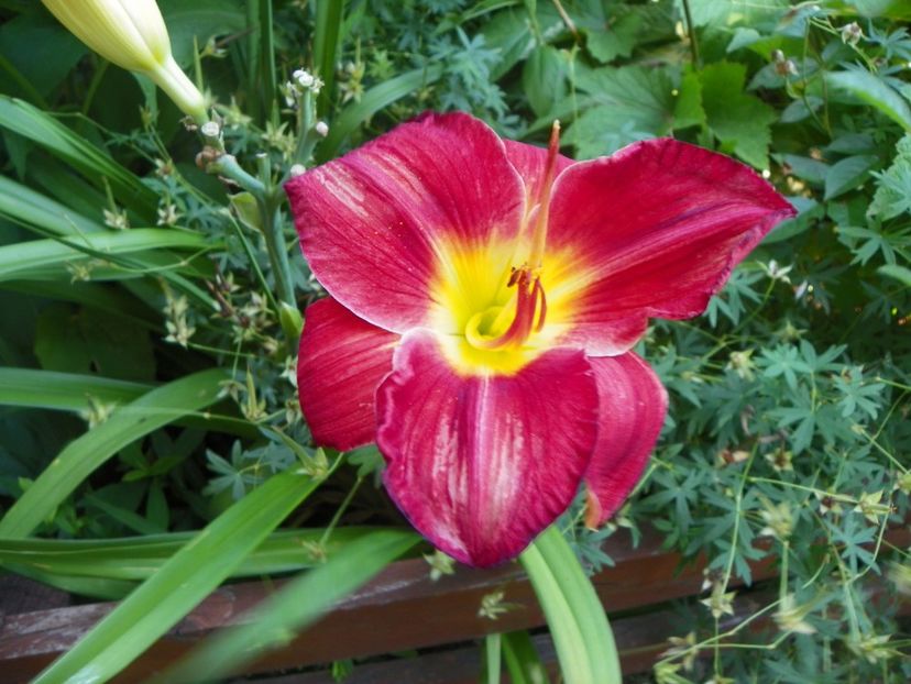 Scarlet Orbit - Hemerocallis 2017