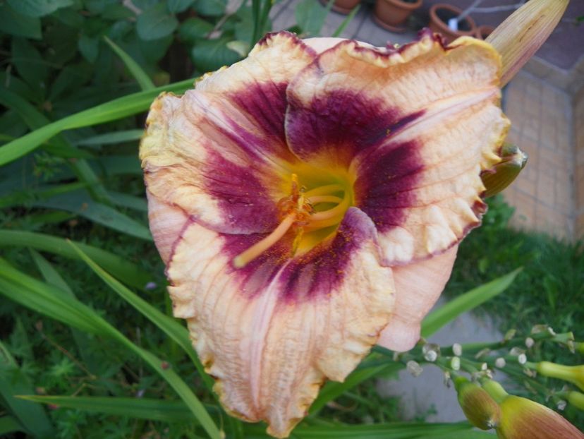 Daring Dilemma - Hemerocallis 2017