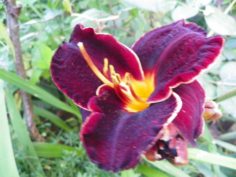 Diamant Noir - Hemerocallis 2017