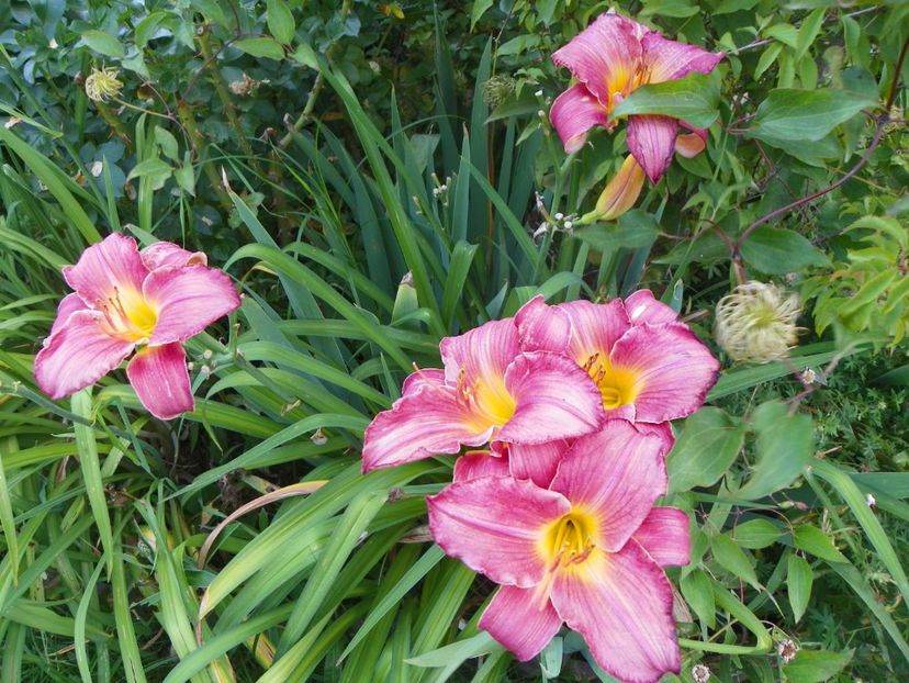 Siloam Royal Prince - Hemerocallis 2017
