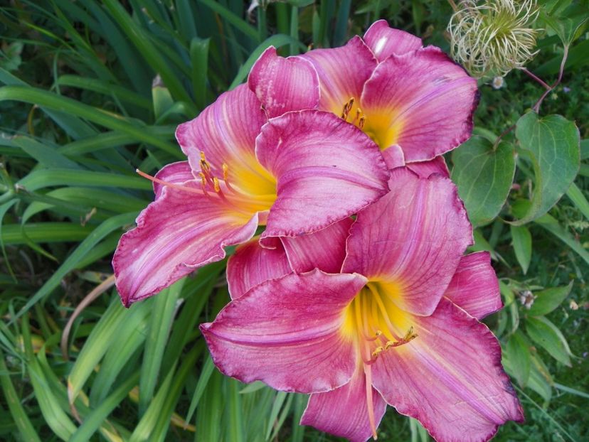 Siloam Royal Prince - Hemerocallis 2017