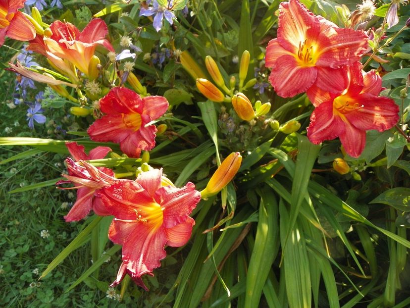Baltimore Oriole - Hemerocallis 2017