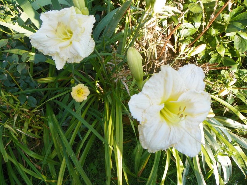 White Crinoline - Hemerocallis 2017