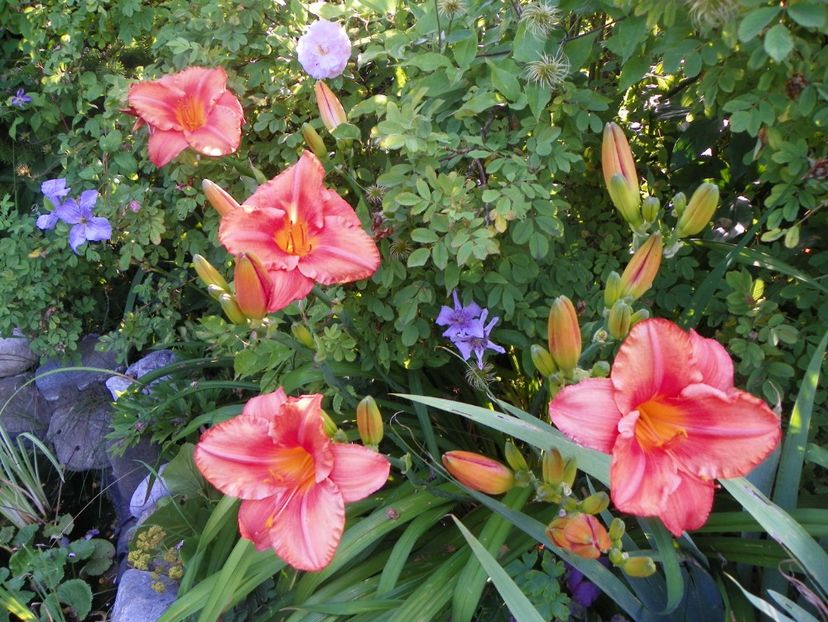 South Seas - Hemerocallis 2017