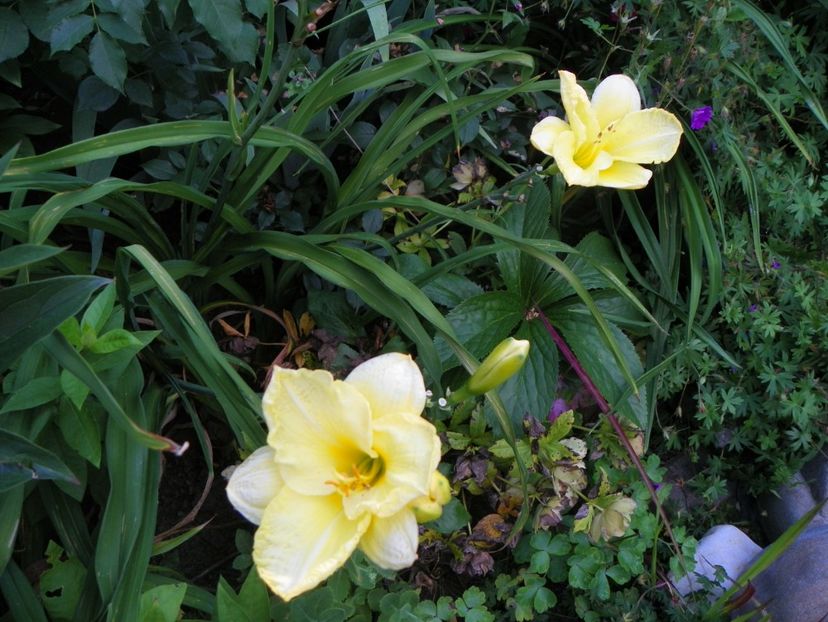 Going Bananas - Hemerocallis 2017