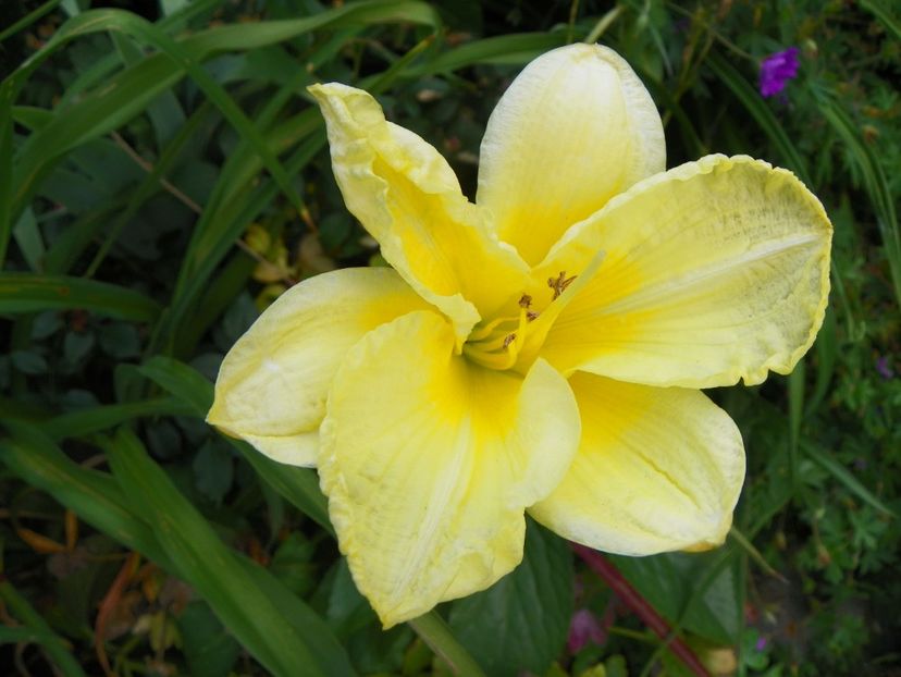 Going Bananas - Hemerocallis 2017