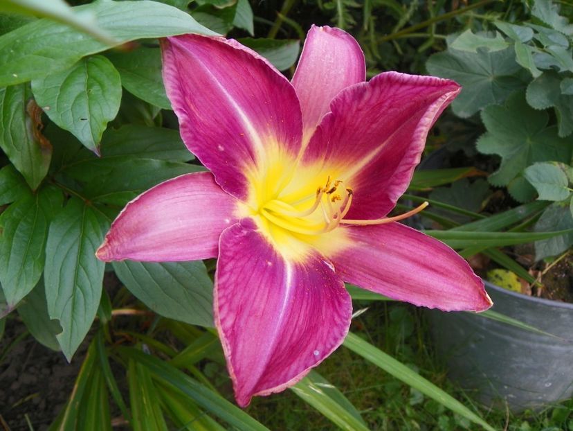 Lavender Deal - Hemerocallis 2017
