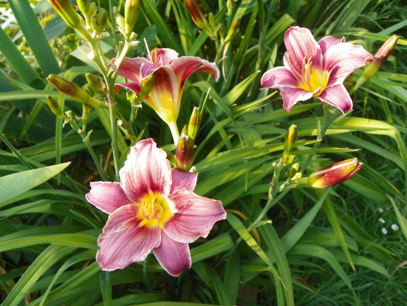 Rosy Returns - Hemerocallis 2017