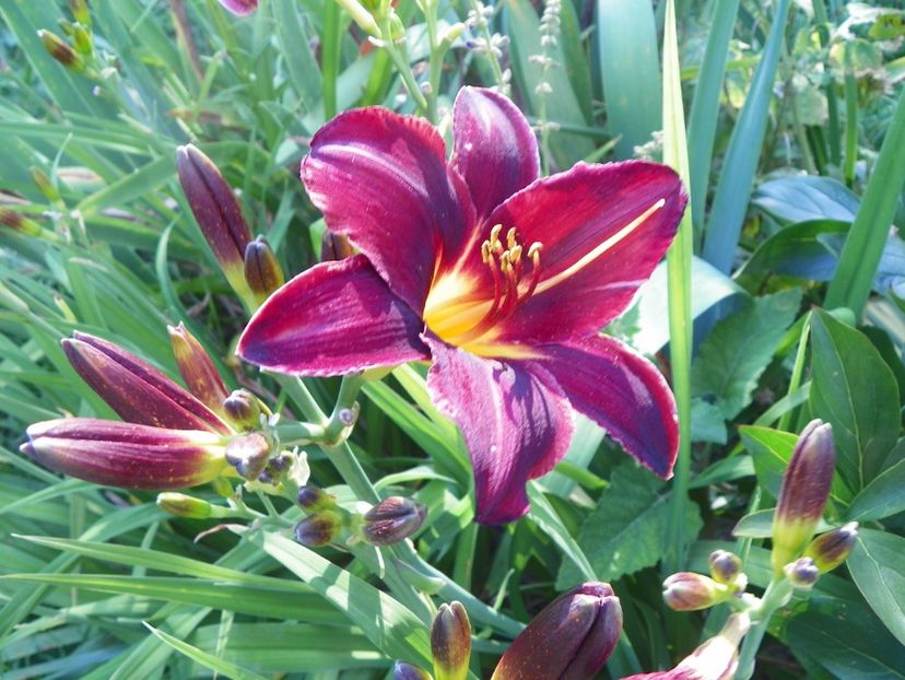 Starling - Hemerocallis 2017