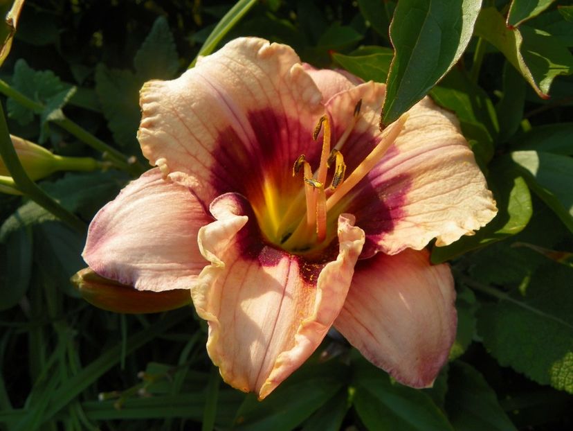 Orchid Candy - Hemerocallis 2017
