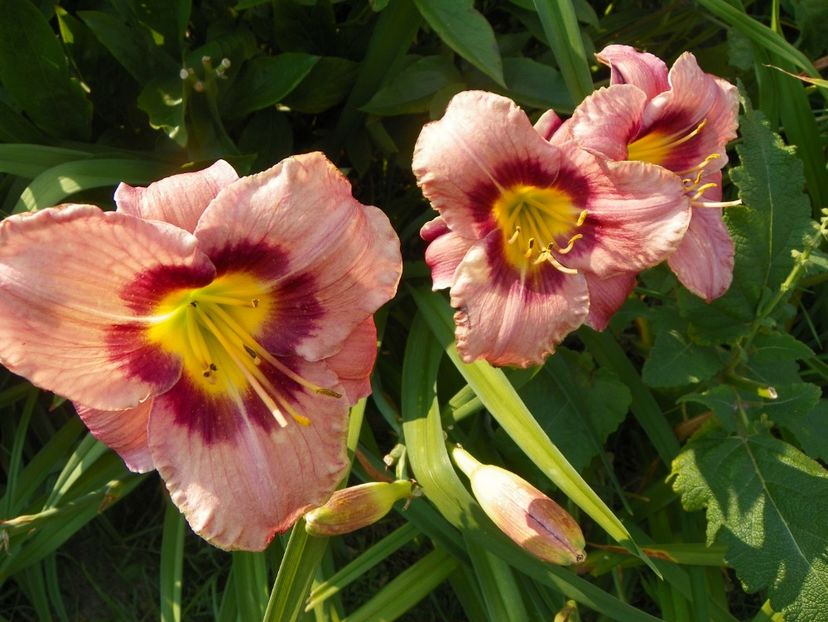 Orchid Candy - Hemerocallis 2017