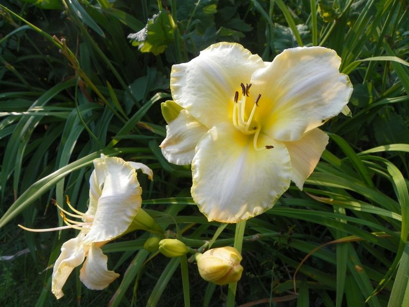 White Temptation - Hemerocallis 2017