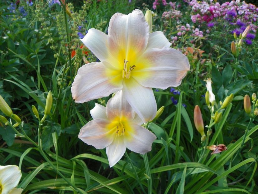 Catherine Woodbury - Hemerocallis 2017