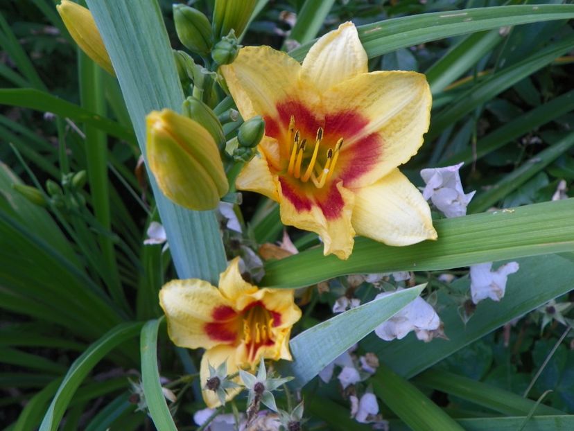 Little Cadet - Hemerocallis 2017