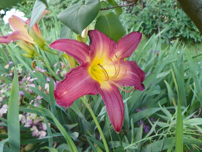 Summer Wine - Hemerocallis 2017