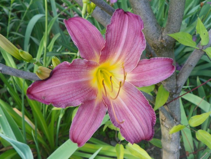 Summer Wine - Hemerocallis 2017