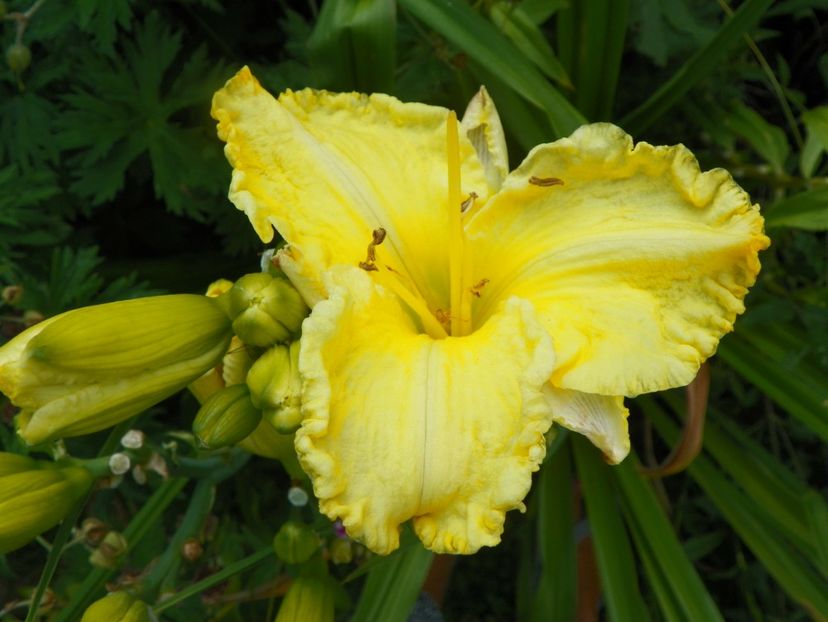 Hello Sunshine - Hemerocallis 2017